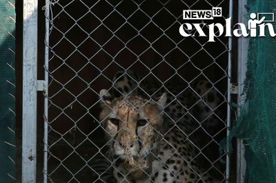 Kuno Cheetah Deaths: Here's Why Satellite Collars Being Blamed & What Govt Says | Explained
