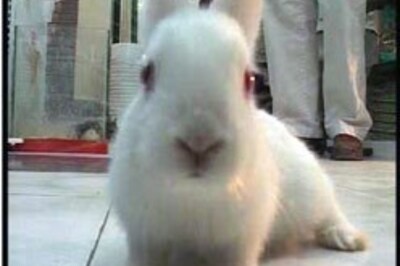 Living life pint size