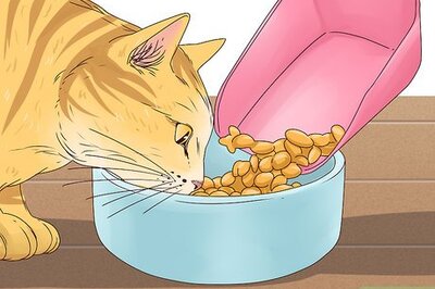 How to Get a Cat to Stop Meowing