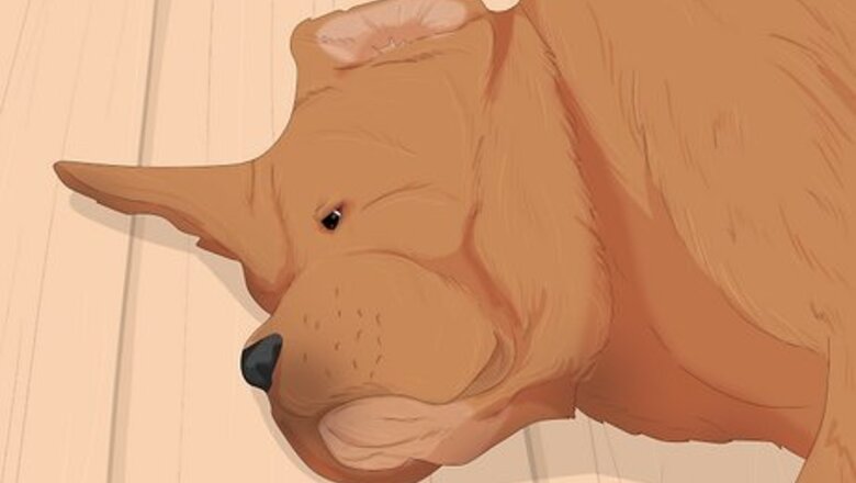 How to Treat Canine Stroke