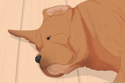 How to Treat Canine Stroke