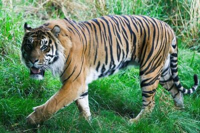 International Tiger Day: Messages to Spread Awareness for Tiger conservation