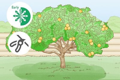 How and When to Prune Your Lemon Tree