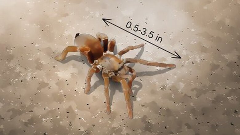 How to Identify a Baboon Spider