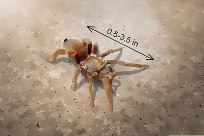 How to Identify a Baboon Spider
