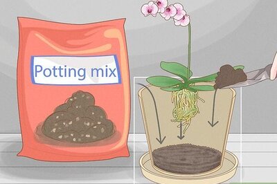 How to Care for Phalenopsis Orchids (Moth Orchids)