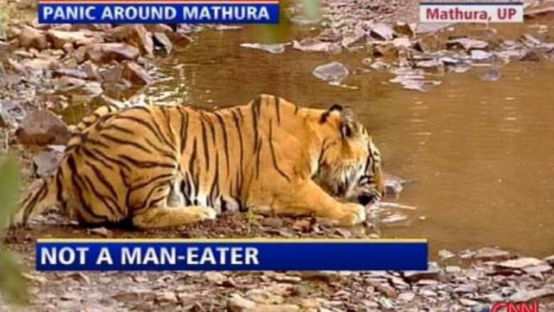 Tiger on the prowl creates panic in Mathura