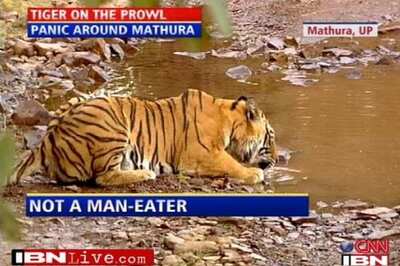 Tiger on the prowl creates panic in Mathura