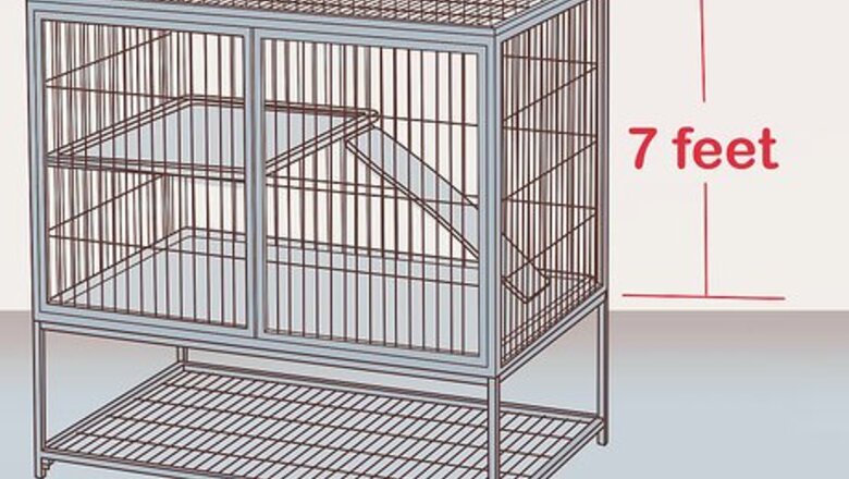 How to Care for Abyssinian Guinea Pigs