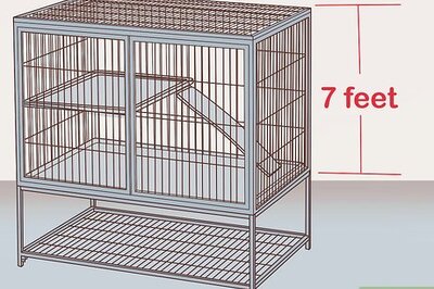 How to Care for Abyssinian Guinea Pigs