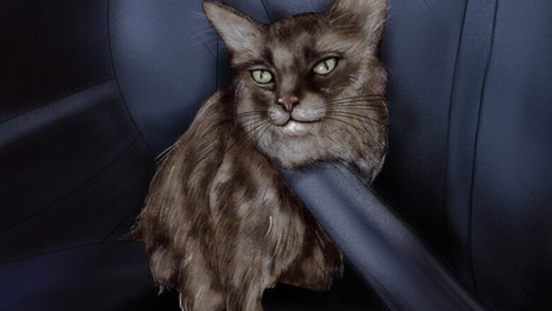 How to Deal with Car Sickness in Cats