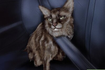 How to Deal with Car Sickness in Cats