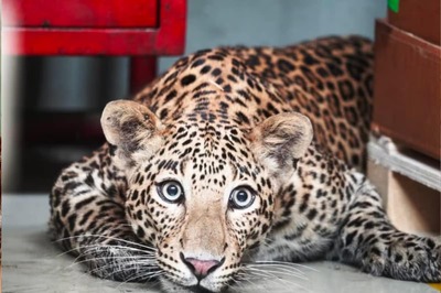 Bengaluru on Big Cat Alert: Forest Officials Tell What to do If You Spot a Leopard in Your Area