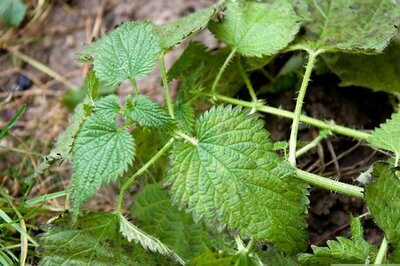 How to Make Nettle Tea