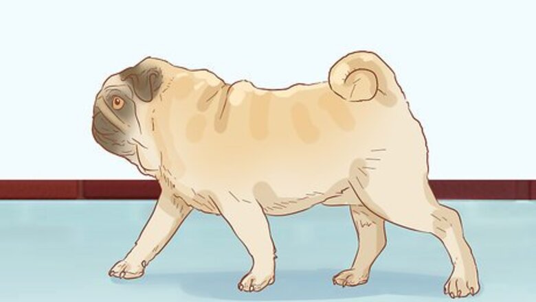 How to Identify a Pug