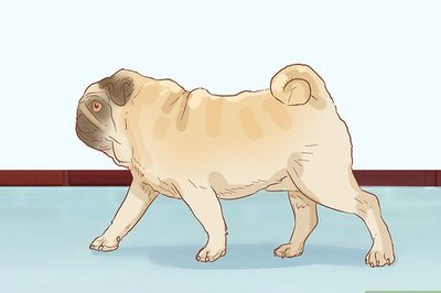 How to Identify a Pug