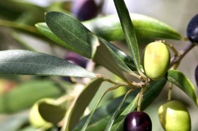 Olive Leaf Extract for Diabetes: All You Need to Know About its Benefits