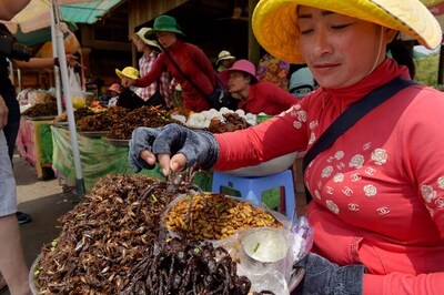 Cambodia Fears Its Favourite Fried Tarantulas Snack May Soon Go Extinct