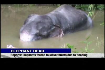 Assam floods: Elephant found dead in Kaziranga National Park