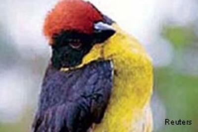 New bird species discovered in Colombia