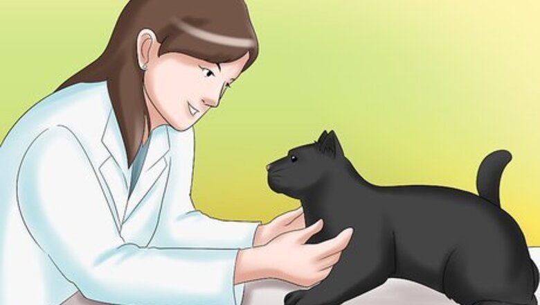How to Care for a Cat with Kidney Failure