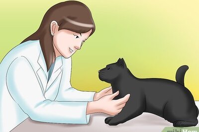 How to Care for a Cat with Kidney Failure