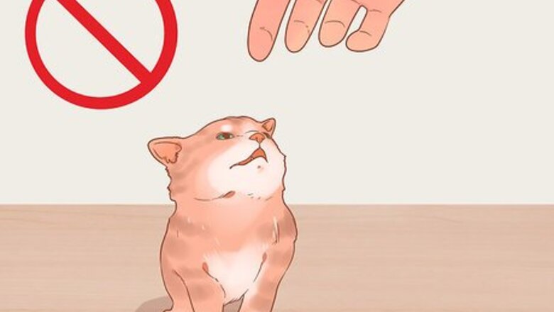How to Tame a Feral Kitten