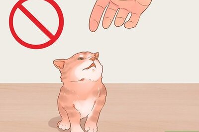How to Tame a Feral Kitten