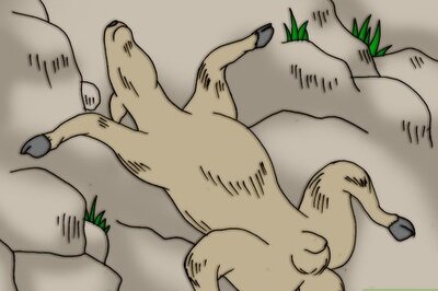 How to Skin a Dead Animal