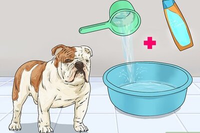 How to Clean a Bulldog's Face Folds