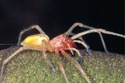 Spider spent five days in Chinese woman's ear