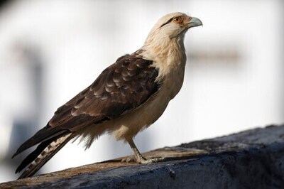 Venezuelans Care For Animals Injured During Pandemic
