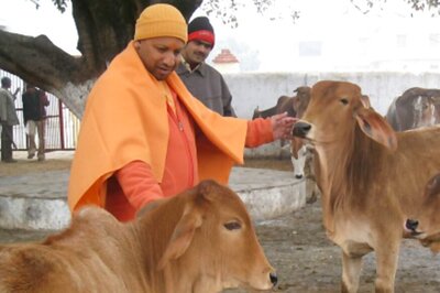 UP Engineers Given Ropes, Told to Keep Stray Animals Away from Roads During CM Yogi’s Visit