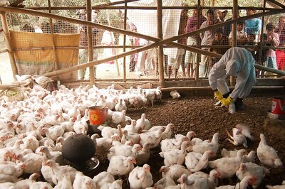 Centre Sets Up High-level Panel to Monitor Bird Flu Situation