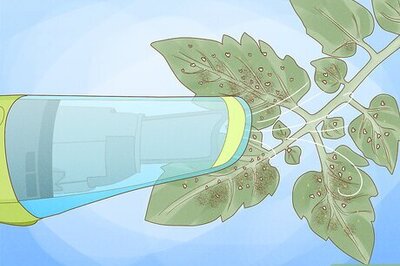 How to Get Rid of the Whitefly