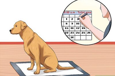 How to Use Puppy Pads and Outdoor Potty Training Together