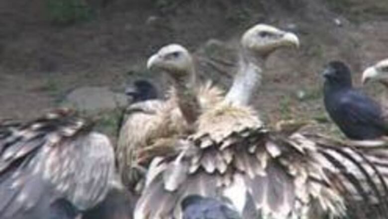 Vultures face extinction in Indian subcontinent: UN report