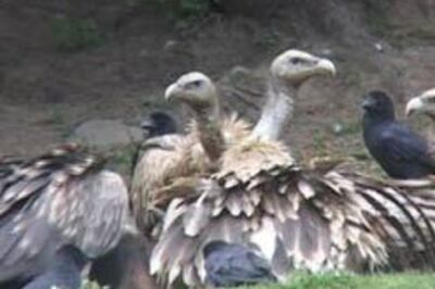 Vultures face extinction in Indian subcontinent: UN report