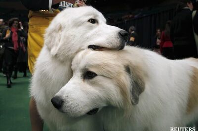 Chennai: Pets fall prey to diarrhoea outbreak