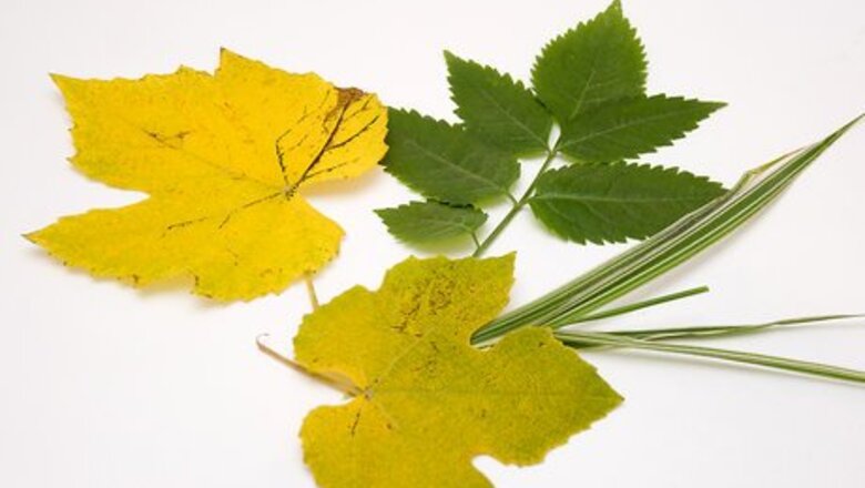How to Arrange Foliage