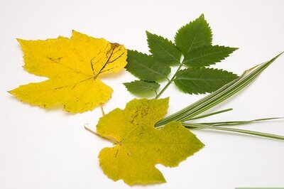 How to Arrange Foliage