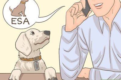 How to Get an Emotional Support Animal Letter