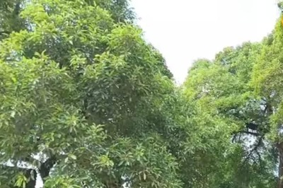 In Bihar's Darbhanga, This Century-old Tree Without Roots Originated From A Twig