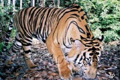 It's a jungle raaj in tiger reserves