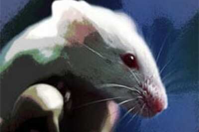 There's a rat in the PM's pyjama shelf