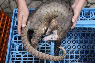 Gabon Bans Consumption of Pangolin and Bats Amid Coronavirus Pandemic