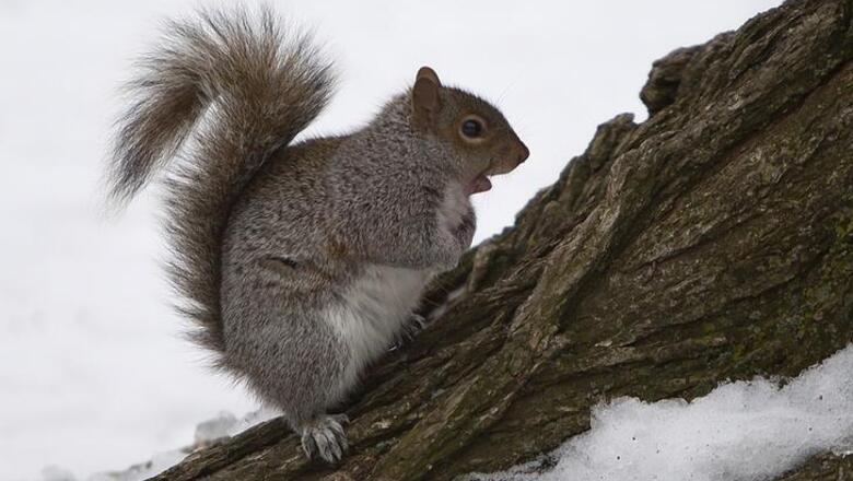 German Police 'arrests' aggressive squirrel for stalking woman