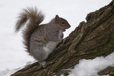 German Police 'arrests' aggressive squirrel for stalking woman