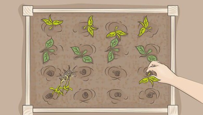 How to Start an Organic Garden