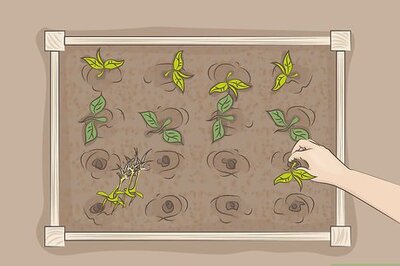 How to Start an Organic Garden